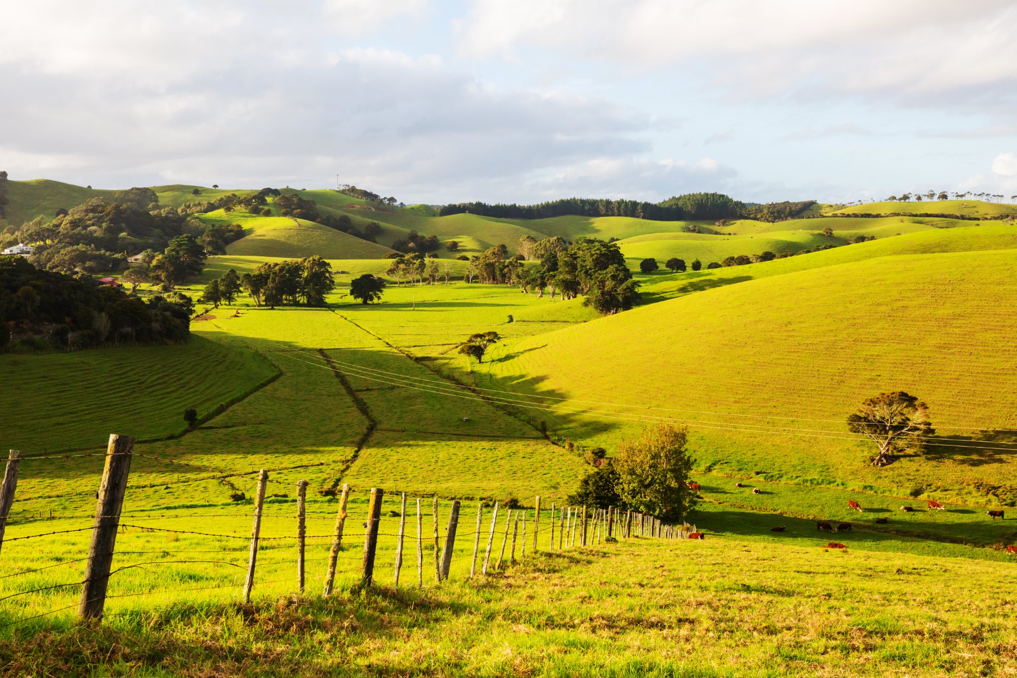 Coastal farmland